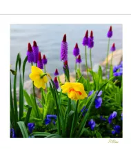 Carte Fleurs - 1220-003