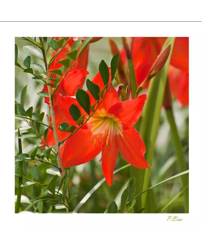 Carte Fleurs - 1035-003