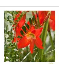 Carte Fleurs - 1220-003
