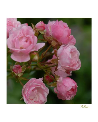Carte Fleurs - 144-003