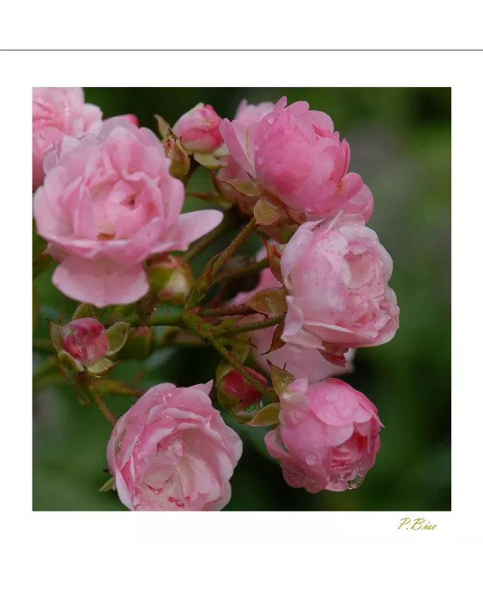 Carte Fleurs - 144-003