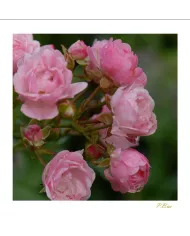 Carte Fleurs - 144-003
