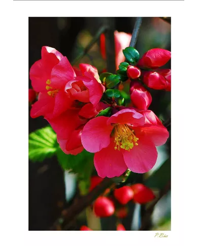 Carte Fleurs - 107-003