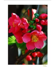 Carte Fleurs - 123-003