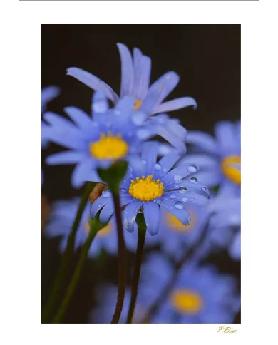 Carte Fleurs - 123-003