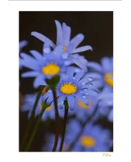 Carte Fleurs - 123-003