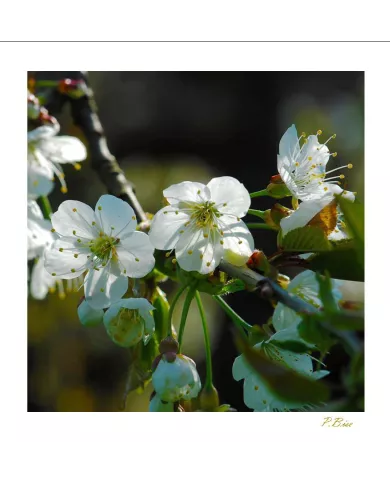 Carte Fleurs - 169-003