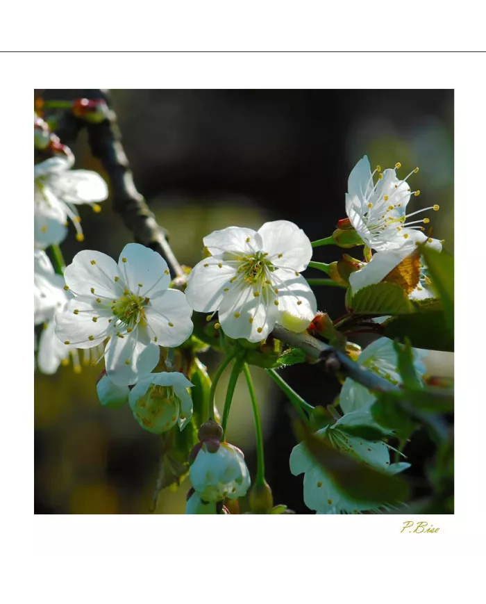 Carte Fleurs - 169-003