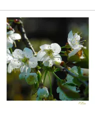 Carte Fleurs - 123-003