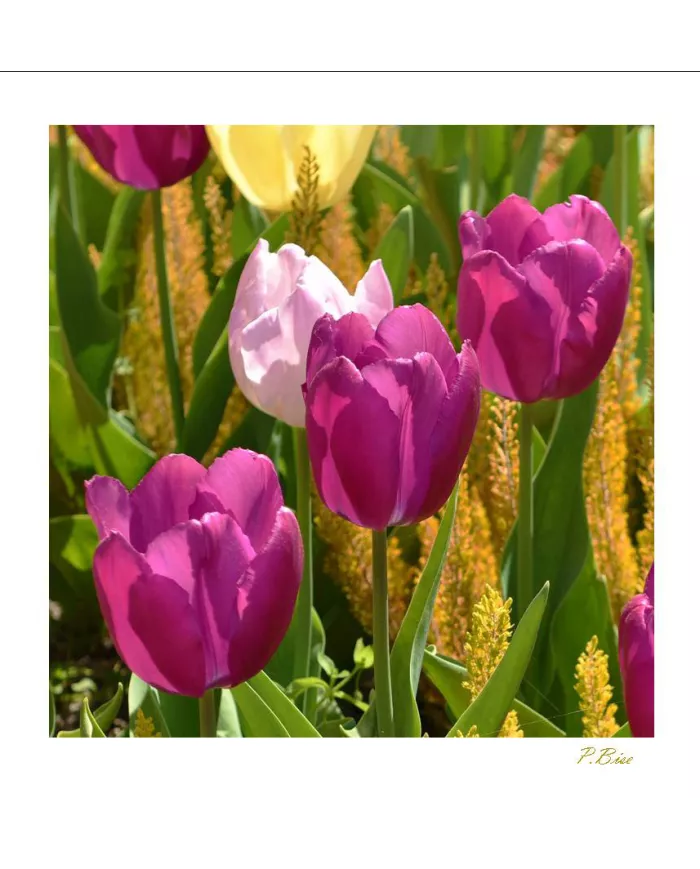 Carte Fleurs - 1969-003