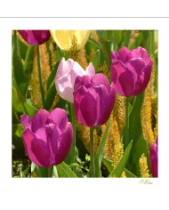 Carte Fleurs - 1969-003