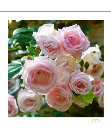 Carte Fleurs - 2793-003