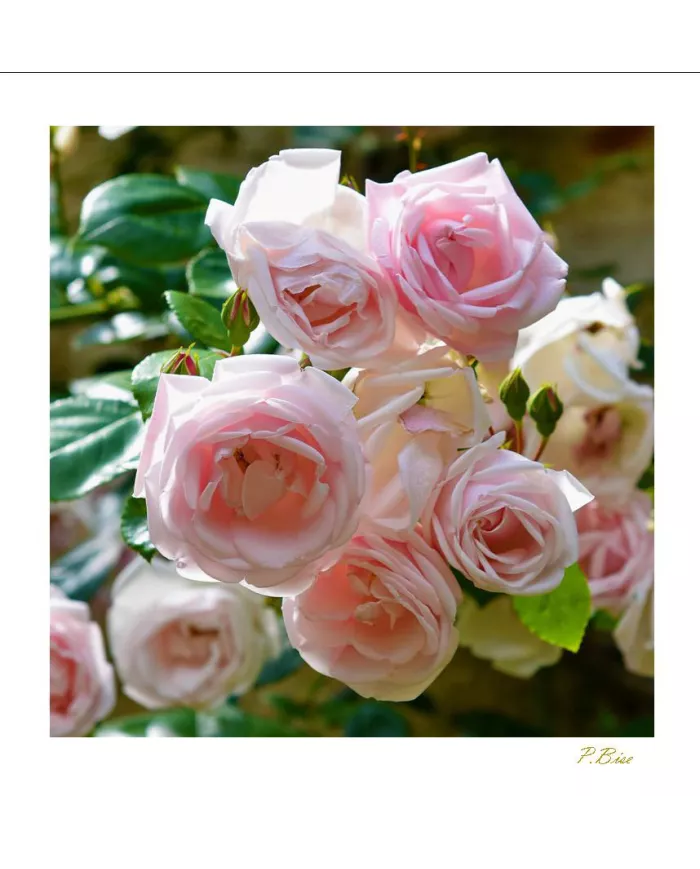 Carte Fleurs - 2793-003