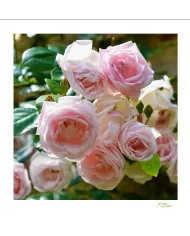 Carte Fleurs - 1969-003