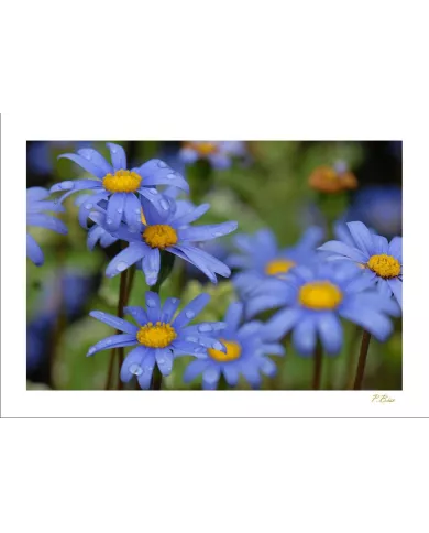 Carte Fleurs - 119-003