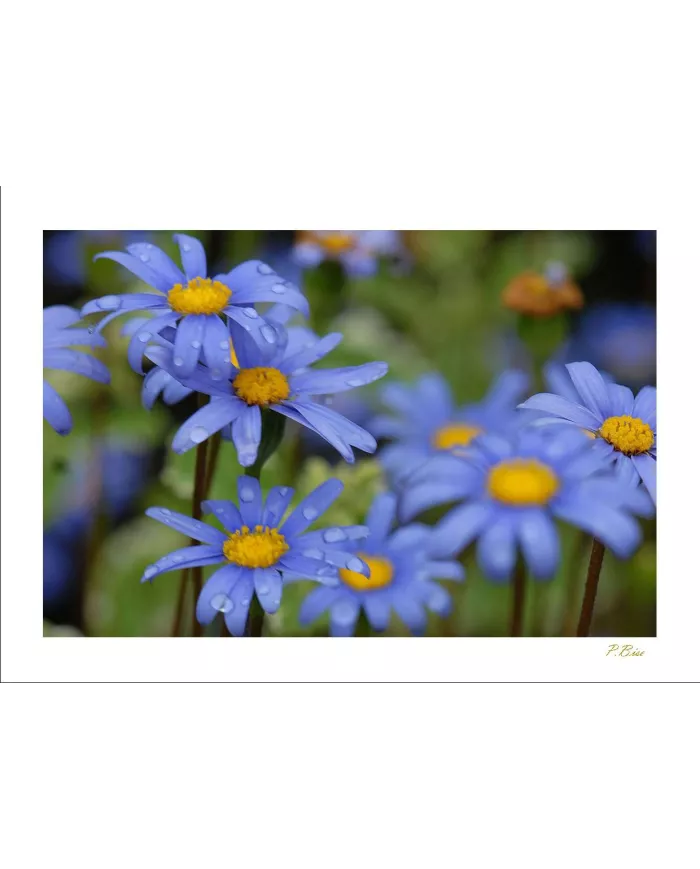 Carte Fleurs - 119-003