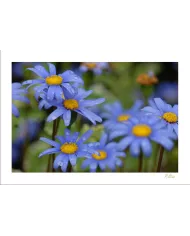 Carte Fleurs - 179-003