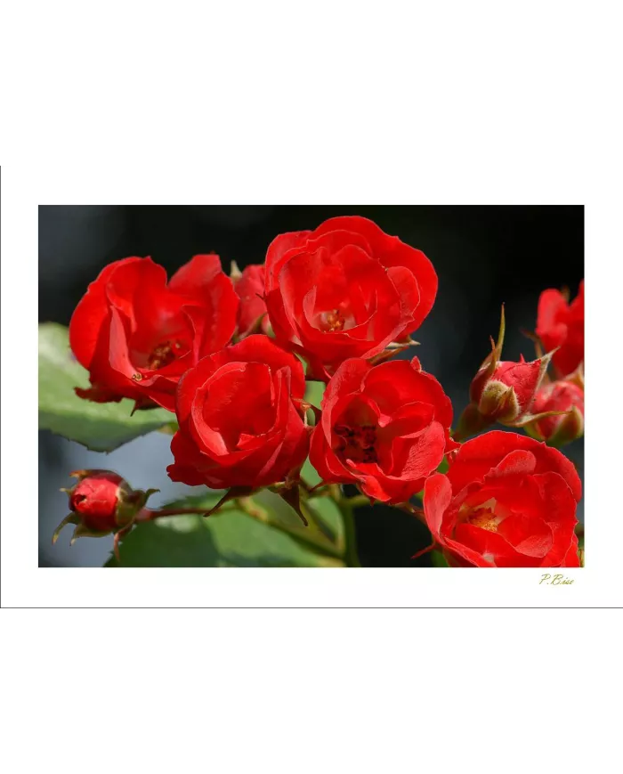 Carte Fleurs - 179-003
