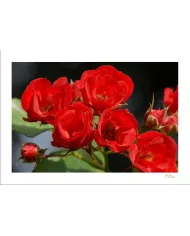 Carte Fleurs - 179-003