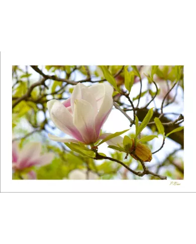 Carte Fleurs - 1623-003