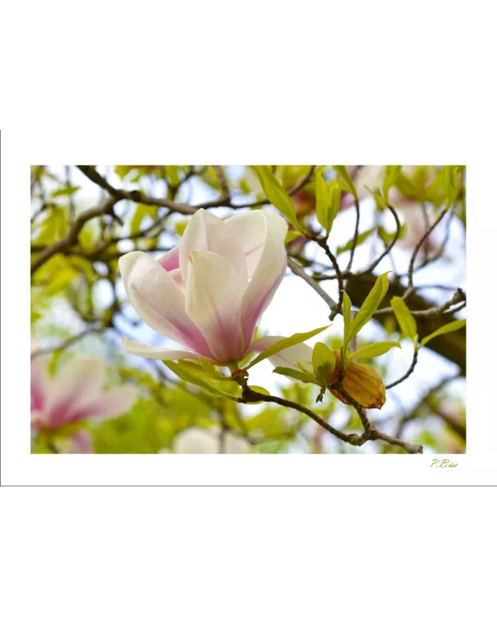 Carte Fleurs - 1623-003