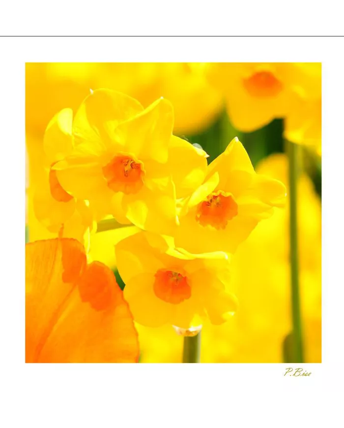 Carte Fleurs C15 - 1290-003