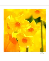 Carte Fleurs C15 - 3230-003