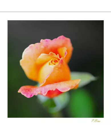 Carte Fleurs C15 - 3230-003