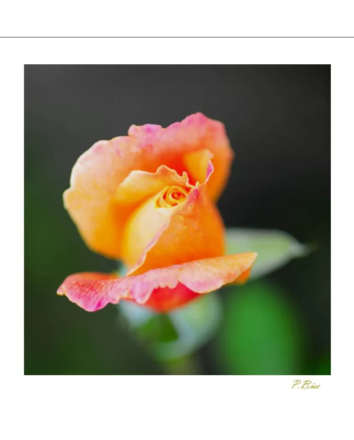 Carte Fleurs C15 - 3230-003