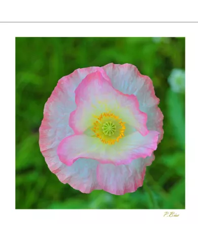 Carte Fleurs C15 - 6898-003