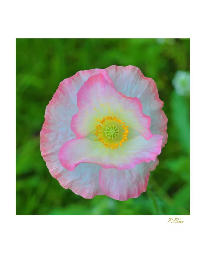Carte Fleurs C15 - 6898-003