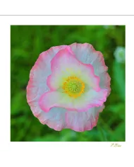 Carte Fleurs C15 - 6898-003