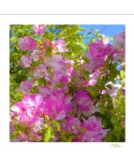 Carte Fleurs C15 - 6898-003