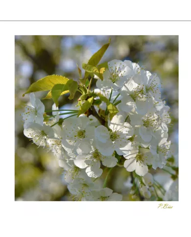 Carte Fleurs C15 - 1217-003