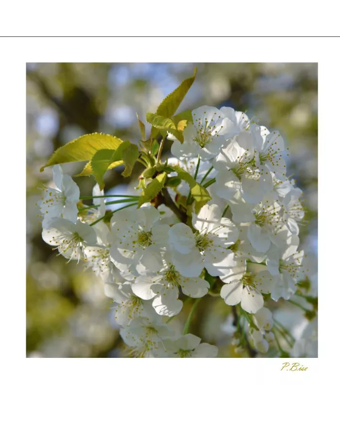 Carte Fleurs C15 - 1217-003