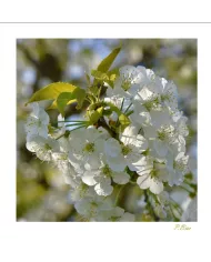 Carte Fleurs C15 - 2796-003