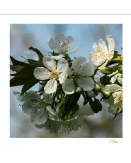 Carte Fleurs C15 - 1217-003