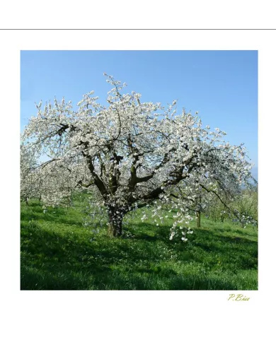Cartes Ambiance - 1786-001