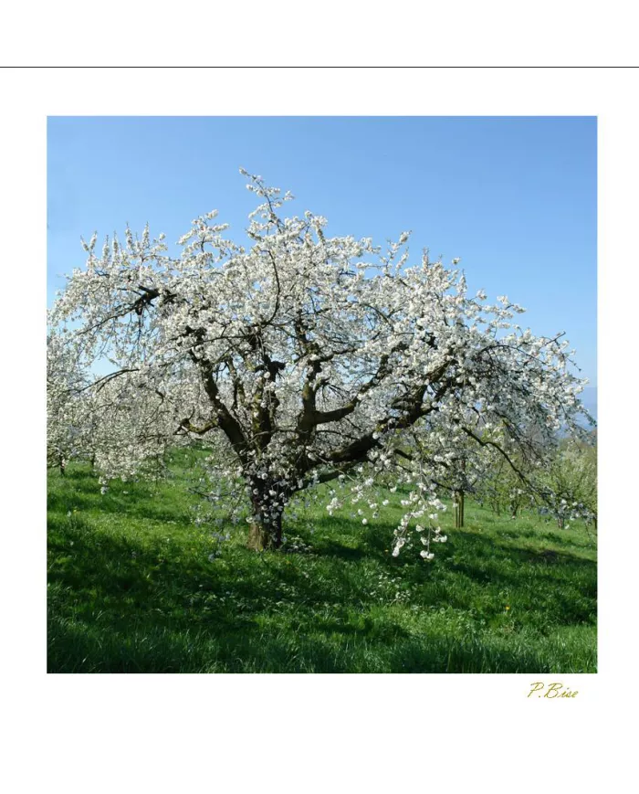 Cartes Ambiance - 1786-001