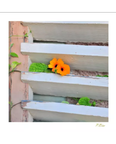 Cartes Ambiance - 6998-001