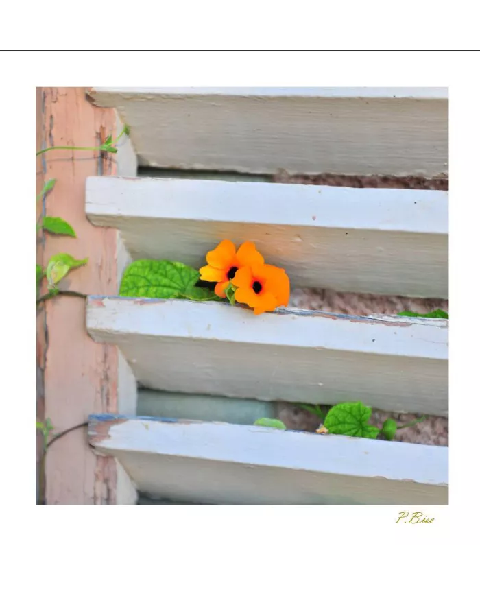 Cartes Ambiance - 6998-001