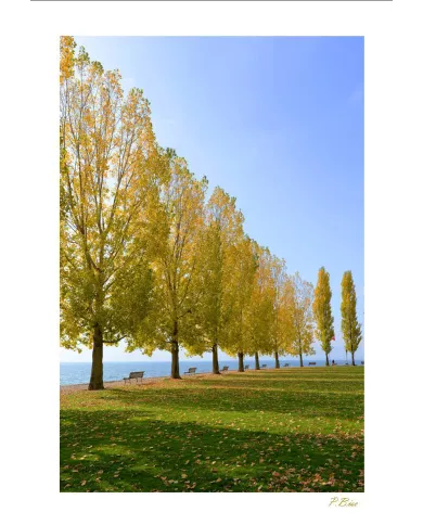 Cartes Ambiance - 4067-001
