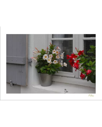 Cartes Ambiance - 97-001