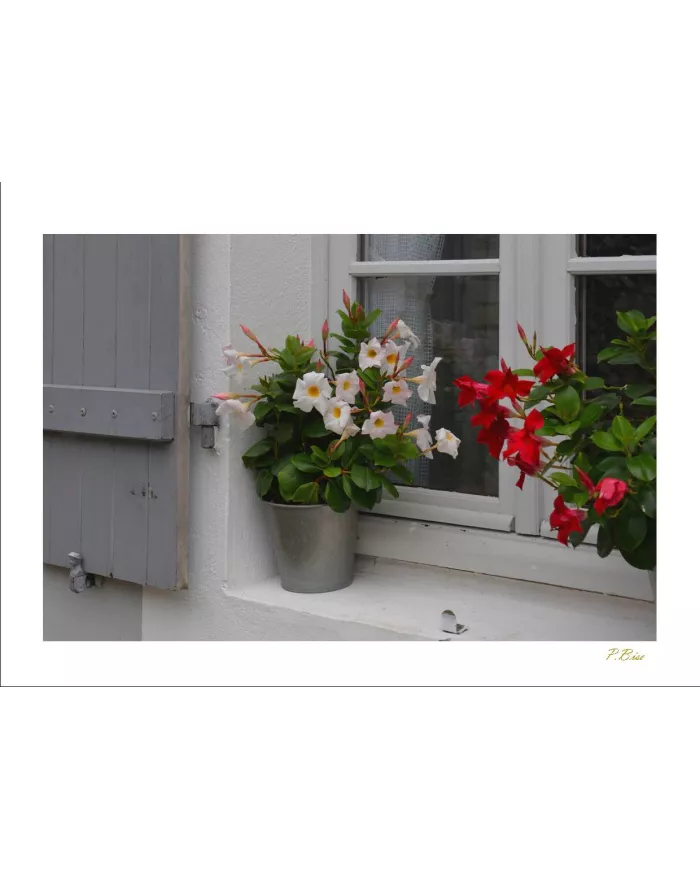 Cartes Ambiance - 97-001