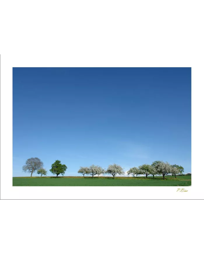 Cartes Ambiance - 388-001