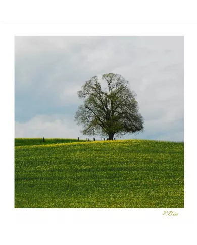Cartes Ambiance C15 - 42-001