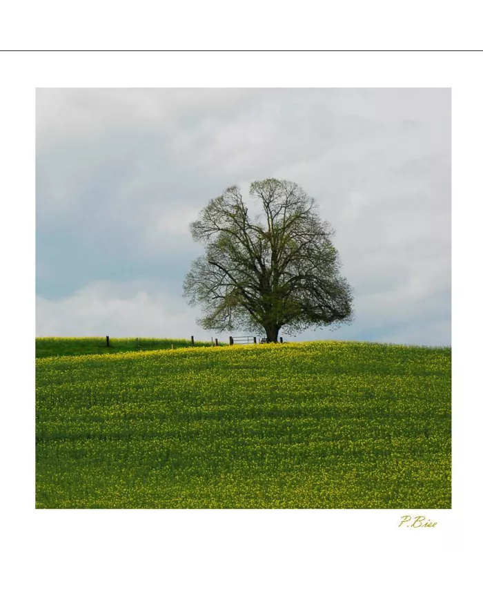 Cartes Ambiance C15 - 42-001