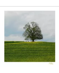Cartes Ambiance C15 - 42-001