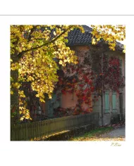 Cartes Ambiance C15 - 42-001