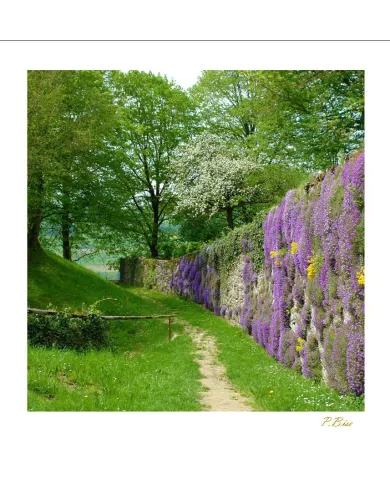 Cartes Ambiance C15 - 351-001